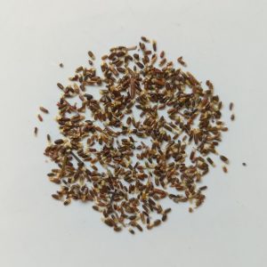 Acacia coolgardiensis seeds x25