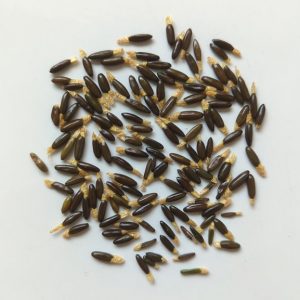 Acacia courtii seeds x25