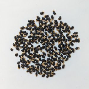 Acacia cultriformis seeds x25