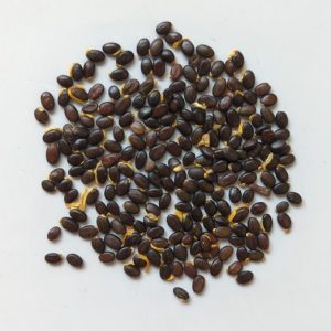 Acacia cyclops seeds x25