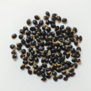 Acacia elata seeds x25