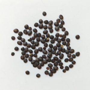 Acacia excelsa seeds x25