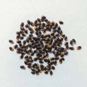 Acacia falcata seeds x25