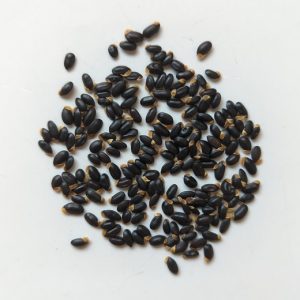 Acacia fimbriata seeds x25