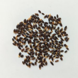 Acacia floribunda seeds x25