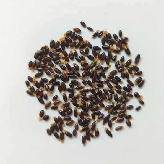 Acacia Floribunda Seeds X25 Enchanted Plants Nursery Acacia Floribunda Seeds X25 Enchanted Plants Nursery