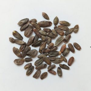 Acacia harpophylla seeds x25