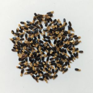 Acacia holosericea seeds x25