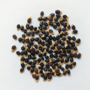 Acacia jibberdingensis seeds x25