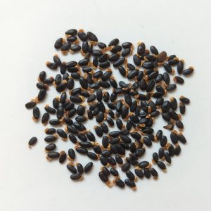 Acacia kettlewelliae seeds x25
