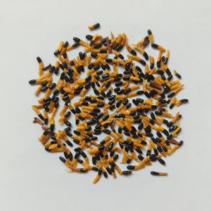 Acacia leiocalyx seeds x25