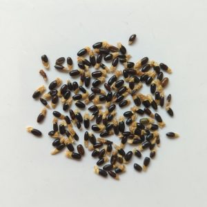 Acacia longifolia seeds x25