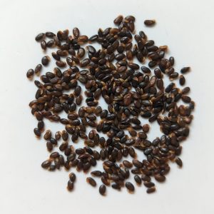 Acacia longissima seeds x25