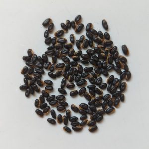 Acacia macradenia seeds x25