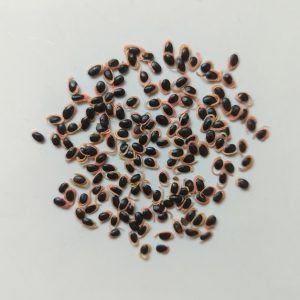 Acacia maidenii seeds x25