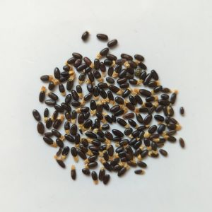 Acacia mucronata seeds x25