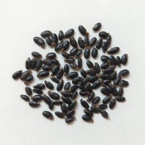 Acacia neriifolia seeds x25