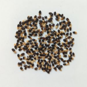 Acacia neurophylla subsp. neurophylla seeds x25