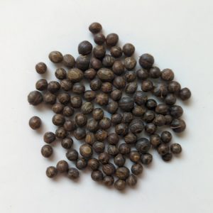 Acacia obtecta seeds x25