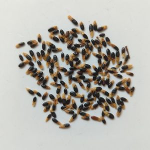 Acacia oldfieldii seeds x25