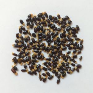 Acacia paradoxa seeds x25