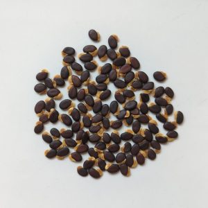 Acacia penninervis seeds x25