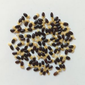 Acacia phlebophylla seeds x25