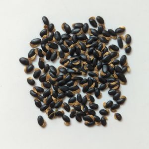 Acacia podalyriifolia seeds x25