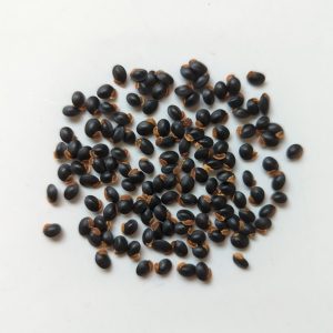 Acacia pruinosa seeds x25