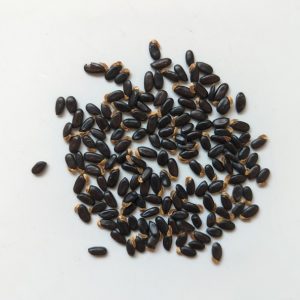 Acacia pycnantha seeds x25