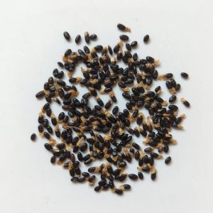Acacia sessilispica seeds x25