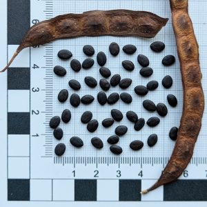 Acacia simplex seeds x25