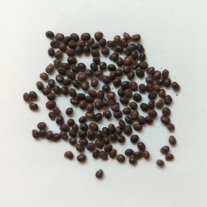 Acacia simsii seeds x25