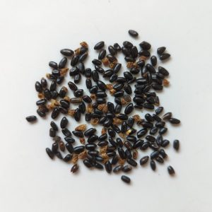 Acacia sophorae seeds x25