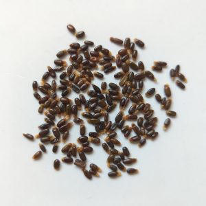 Acacia urophylla seeds x25
