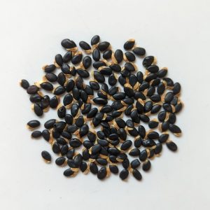 Acacia vestita seeds x25