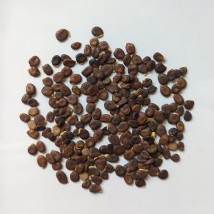 Acacia xiphophylla seeds x25