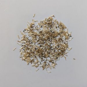 Acmella alba (Electric Daisy) seeds x250