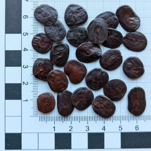 Anadenanthera peregrina seeds