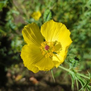 Argemone mexicana (Mexican Prickly Poppy) seeds