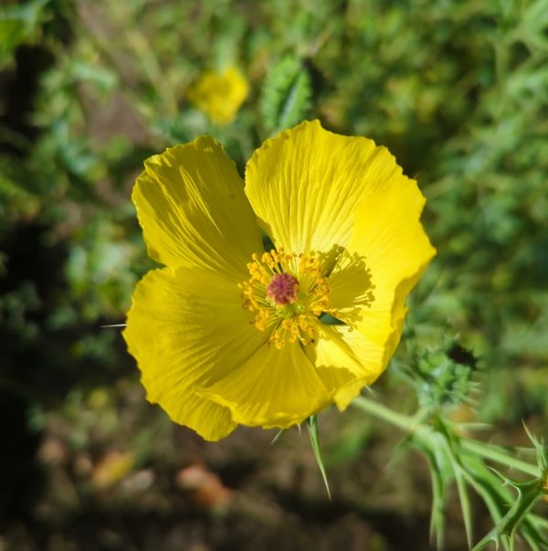 Argemone mexicana (Mexican Prickly Poppy) seeds - Enchanted Plants Nursery