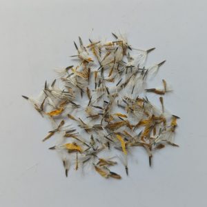 Arnica chamissonis (Arnica) seeds x100