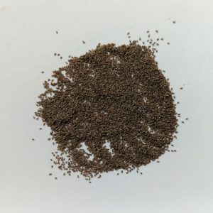 Artemisia absinthium (Wormwood) seeds x1000