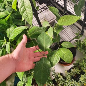 Banisteriopsis caapi | Plant