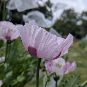 Papaver somniferum 'British Pharm Hampshire' seeds