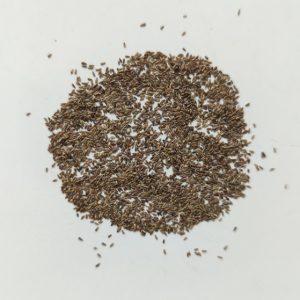 Chamaemelum nobile (Roman Chamomile) seeds x500