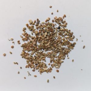 Cnidium monnieri (She Chuang Zi) seeds x50