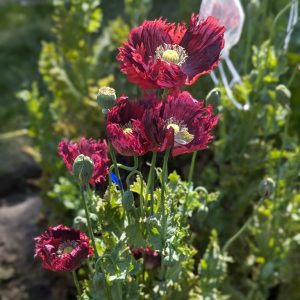 Papaver somniferum 'Drama Queen Bush' seeds