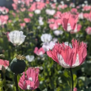 Papaver somniferum 'Enchanted Afghanistan Mix' seeds