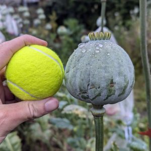 Papaver somniferum 'Enchanted Turkish Jumbo' seeds